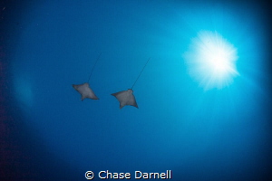 "Friends Fly Together"
Flying out into the blue accompan... by Chase Darnell 